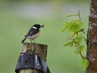 Saxicola rubicola 29, Roodborsttapuit, Saxifraga-Luuk Vermeer