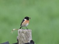 Saxicola rubicola 36, Roodborsttapuit, Saxifraga-Luuk Vermeer