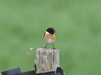 Saxicola rubicola 37, Roodborsttapuit, Saxifraga-Luuk Vermeer