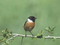 Saxicola rubicola 4, Roodborsttapuit, male, Saxifraga-Jan van der Straaten