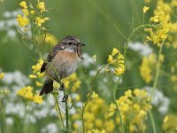 Saxicola rubicola 46, Roodborsttapuit, Saxifraga-Luuk Vermeer