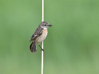 Saxicola rubicola 51, Roodborsttapuit, Saxifraga-Luuk Vermeer