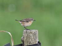 Saxicola rubicola 56, Roodborsttapuit, Saxifraga-Luuk Vermeer