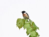 Saxicola rubicola 72, Roodborsttapuit, Saxifraga-Luuk Vermeer