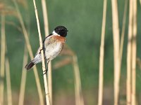 Saxicola rubicola 74, Roodborsttapuit, Saxifraga-Luuk Vermeer