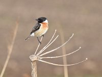 Saxicola rubicola 76, Roodborsttapuit, Saxifraga-Luuk Vermeer