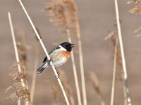 Saxicola rubicola 79, Roodborsttapuit, Saxifraga-Luuk Vermeer