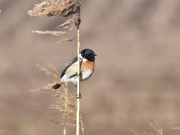 Saxicola rubicola 81, Roodborsttapuit, Saxifraga-Luuk Vermeer