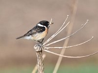 Saxicola rubicola 82, Roodborsttapuit, Saxifraga-Luuk Vermeer