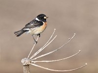 Saxicola rubicola 83, Roodborsttapuit, Saxifraga-Luuk Vermeer