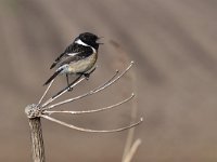 Saxicola rubicola 90, Roodborsttapuit, Saxifraga-Luuk Vermeer