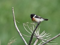 Saxicola rubicola 94, Roodborsttapuit, Saxifraga-Luuk Vermeer