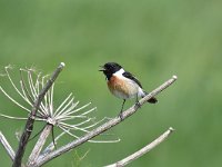 Saxicola rubicola 98, Roodborsttapuit, Saxifraga-Luuk Vermeer