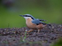 Sitta europaea 65, Boomklever, Saxifraga-Luuk Vermeer