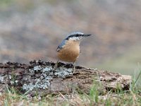 Sitta europaea 99, Boomklever, Saxifraga-Luuk Vermeer