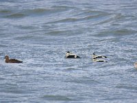 Somateria mollissima 43, Eider, Saxifraga-Tom Heijnen