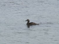 Somateria mollissima 83, Eider, Saxifraga-Willem van Kruijsbergen