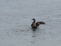 Somateria mollissima 89, Eider, Saxifraga-Willem van Kruijsbergen