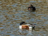 Spatula clypeata 100, Slobeend, adult, male, Saxifraga-Theo Verstrael