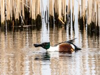 Spatula clypeata 105, Slobeend, adult, male, Saxifraga-Theo Verstrael