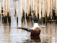 Spatula clypeata 106, Slobeend, adult, male, Saxifraga-Theo Verstrael