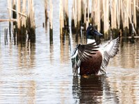 Spatula clypeata 107, Slobeend, adult, male, Saxifraga-Theo Verstrael