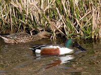 Slobeend  Slobeend in de Putterpolder : Anas clypeata