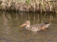 Slobeend  Slobeend in de Putterpolder : Anas clypeata