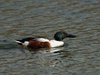 Spatula clypeata 6, male, Slobeend, Saxifraga-Jan van der Straaten