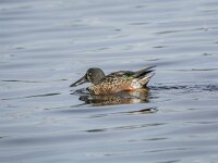 Spatula clypeata 77, Slobeend, adult male, eclipse plumage, Saxifraga-Theo Verstrael
