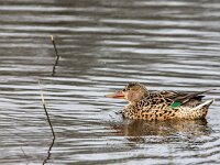 Spatula clypeata 86, Slobeend, adult female, Saxifraga-Theo Verstrael