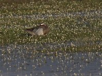 Spatula querquedula, Garganey