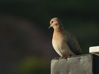 Spilopelia senegalensis 11, Palmtortel, adult, Saxifraga-Theo Verstrael  Palmtortel (Stigmatopelia senegalensis) - Laughing dove
