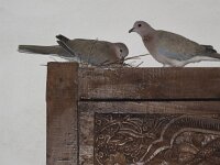 Spilopelia senegalensis 5, Palmtortel, Saxifraga-Rob Felix : Animalia, Aves, Chordata, animal, bird, dier, dieren, gewervelde dieren, vertebraat, vertebrate, vogel, vogels