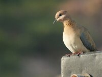 Spilopelia senegalensis 8, Palmtortel, adult, Saxifraga-Theo Verstrael  Palmtortel (Stigmatopelia senegalensis) - Laughing dove