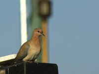 Spilopelia senegalensis 9, Palmtortel, adult, Saxifraga-Theo Verstrael