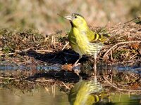 Spinus spinus 105, Sijs, adult, male, Saxifraga-Theo Verstrael