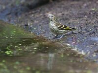 Spinus spinus 86, Sijs, Saxifraga-Jan Nijendijk