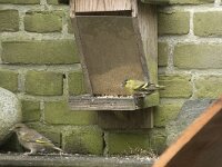 Spinus spinus 88, Sijs, Saxifraga-Willem van Kruijsbergen