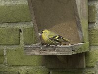 Spinus spinus 89, Sijs, Saxifraga-Willem van Kruijsbergen