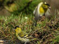 Spinus spinus 90, Sijs, adult, female, Saxifraga-Theo Verstrael