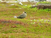 Stercorarius parasiticus 38, Kleine Jager, Saxifraga-Hans Grotenhuis