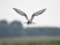 Sterna hirundo 103, Visdief, Saxifraga-Luuk Vermeer