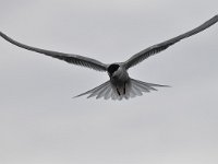 Sterna hirundo 106, Visdief, Saxifraga-Luuk Vermeer