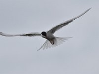 Sterna hirundo 108, Visdief, Saxifraga-Luuk Vermeer