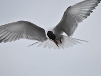 Sterna hirundo 112, Visdief, Saxifraga-Luuk Vermeer