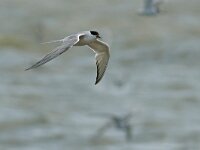 Sterna hirundo 123, Visdief, Saxifraga-Mark Zekhuis