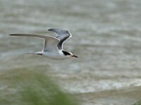 Sterna hirundo 124, juvenile, Visdief, Saxifraga-Mark Zekhuis