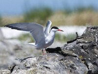 Sterna hirundo 128, Visdief, adult, Saxifraga-Theo Verstrael