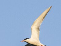 Sterna hirundo 133, Visdief, adult, Saxifraga-Theo Verstrael